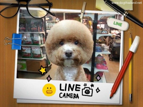square-round-dog-haircut-taiwan-8.jpg