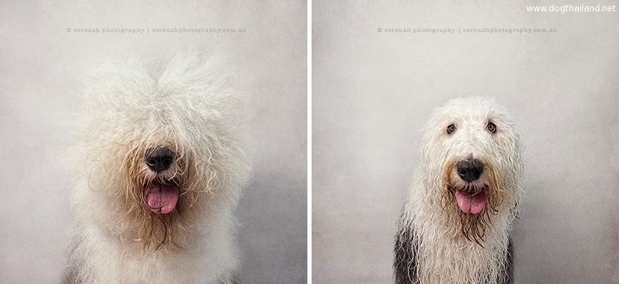 animal-portraits-dry-wet-dog-serenah-hodson-4.jpg
