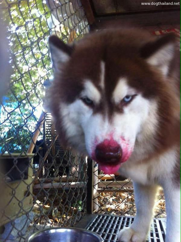 นาทีโหด น้องหมาไซบีเรีย โดนแอบถ่าย แอบกินน้ำแดง ไซบีเรียนเป็นหมาตลก