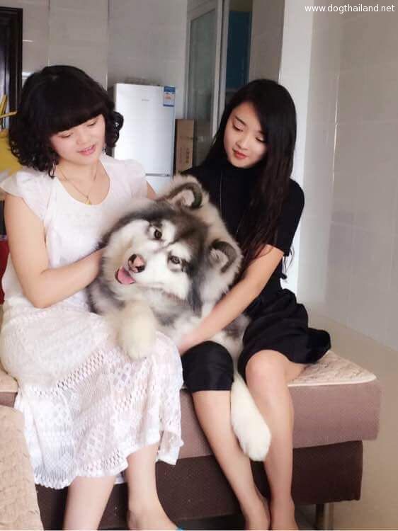 ไซบีเรียน ยิ้ม คอเอียง แบบนี้เคยเห็นไหม อุต๊ะ