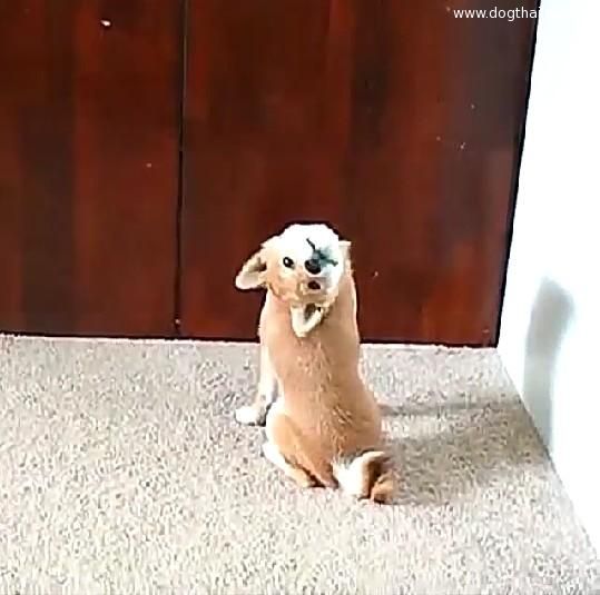 วิธีมองแบบเหลียวหลัง ของน้องหมาแนวใหม่ คือเพื่ออะไรเนี้ยะ ภาพน้องหมาตลกๆ