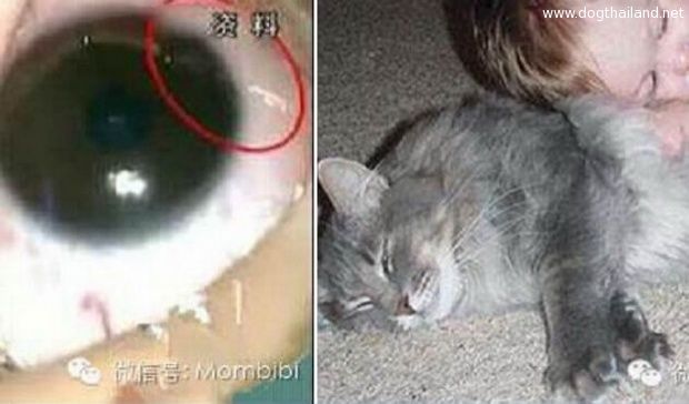 พ่อแม่ควรดูไว้! ปล่อยลูกให้คลุกคลีสัตว์เลี้ยง ระวังจะเจอสิ่งนี้