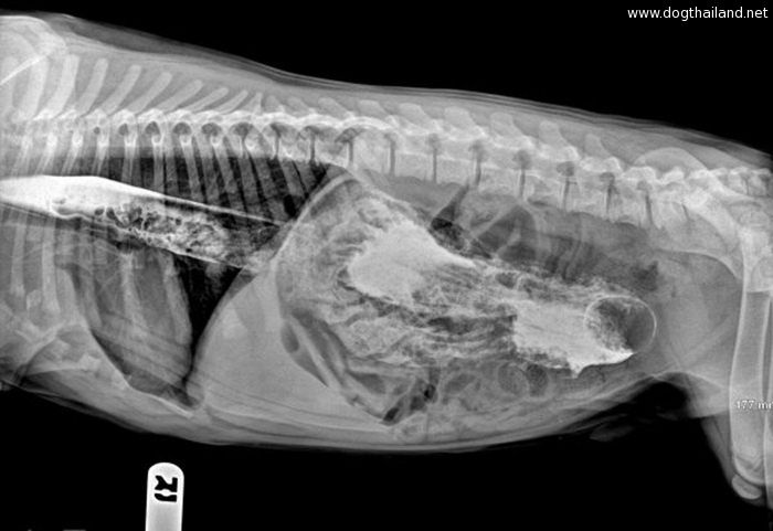 ดูความซนเจ้าหมา พอเอ็กซเรย์กระเพาะของสุนัข กลับพบสิ่งประหลาด  เข้าไปอยู่ในท้องได้งัย ?