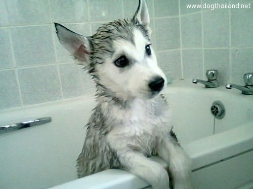 siberian_husky_in_the_bath-6936.jpg