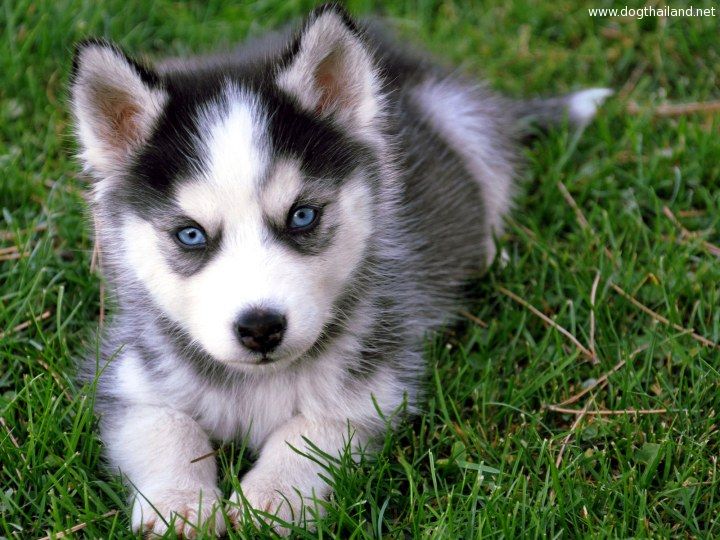 Siberian_Husky_puppy-1-.jpg