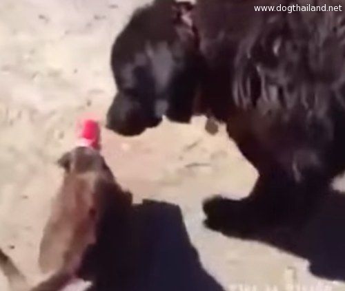 เมื่อแมวจอมซน ต้องการความช่วยเหลือ น้องหมาตัวน้อยพยายามช่วย ผลคือ