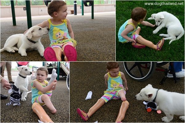 เจ้านาย กับ น้องหมา ต่างพิการ ความรักจึงเกิดขึ้น เป็นภาพน่ารักๆ