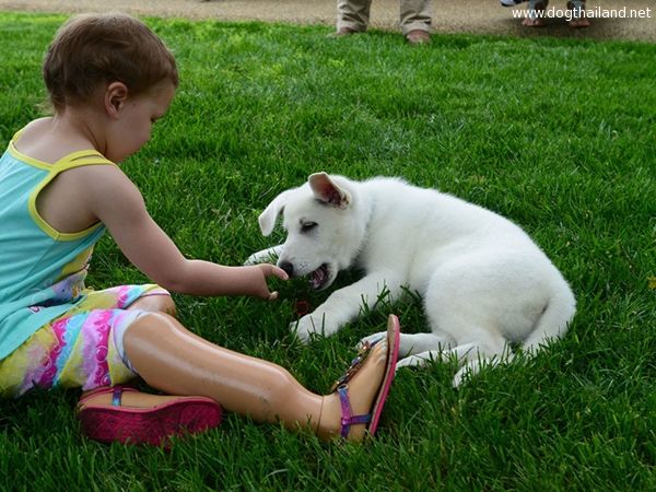 3-year-old-girl-amputated-legs-puppy-without-paw-sapphyre-johnson-lt-dan-8.jpg