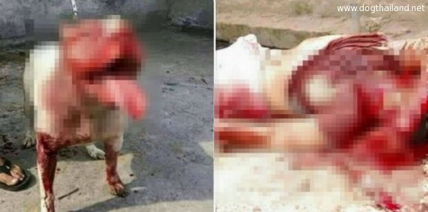 หยุดแชร์ เกิดเหตุสลด!! อ.บ้านลาด จ.เพชรบุรี สุนัขพิตบูล โมโหกัดเจ้าของตาย ที่แท้เป็นแบบนี้