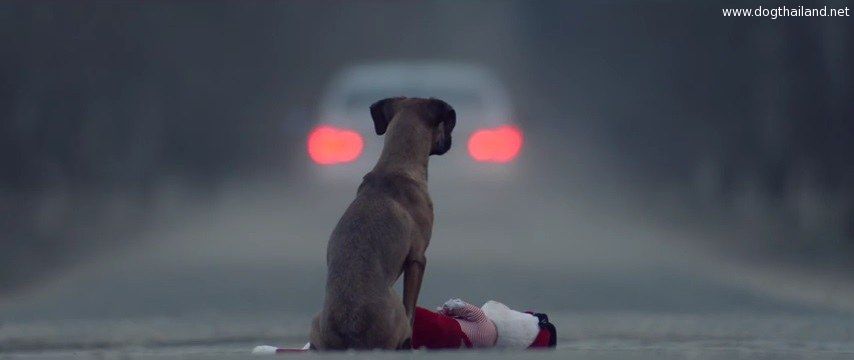 วิดีโอคลิปกระแทกจิตคนเลี้ยงสัตว์ หากไม่รักแล้วก็อย่าทำร้ายด้วยการทิ้ง!!