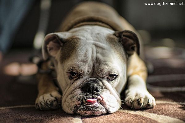 บลูด๊อกน่ารัก คิดการใหญ่ จะพากระดูกอันใหญ่รอดเข้าประตูเล็กๆ คิดว่าเข้าได้หรือไม่ชม