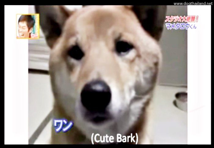 คลิปหมาน่ารักสุดๆ สุนัขที่”เห่า”ได้น่ารักที่สุดในโลก