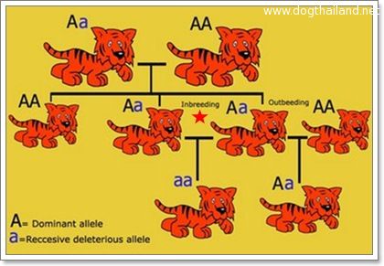 การผสมแบบเลือดชิด หรือ In Breeding อันตรายหรือไม่ เป็นอย่างไรมาอ่านกัน