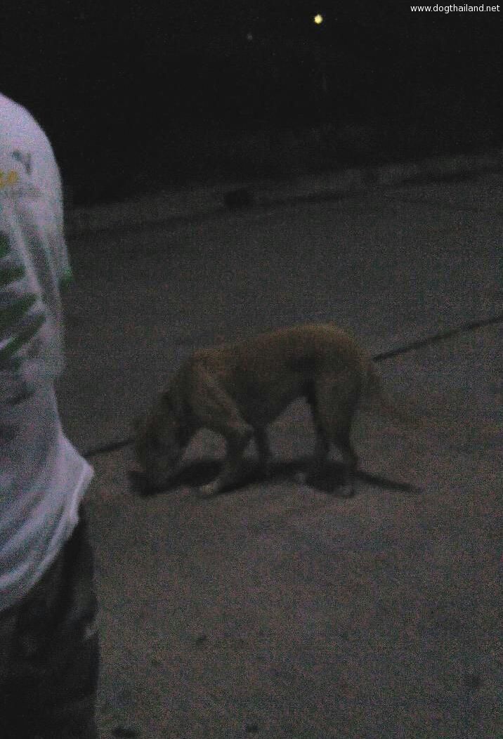 "นมสด"สุนัขคาบทารกจากถังขยะพามาหาชาวบ้าน