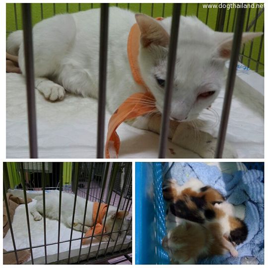 ภาพแม่แมวถูกรถชน แต่ยังดิ้นรนให้นมลูกน้อย น้ำตาซึมเลย