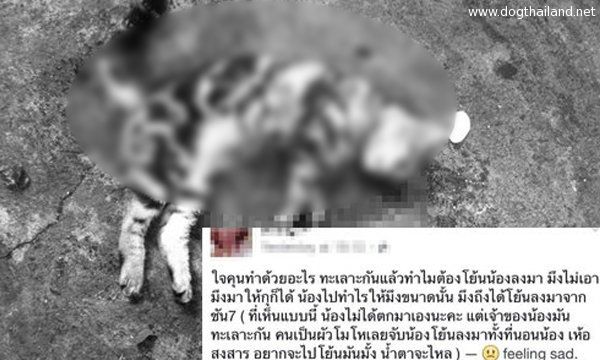 หนุ่มทะเลาะแฟน ประชดโยนแมวจากชั้น 7 ตายคาที่ น่าเศร้าใจมาก