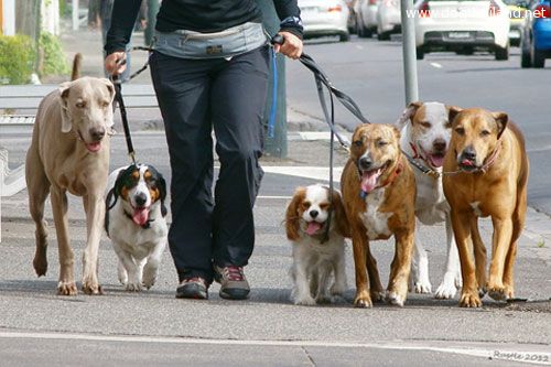 พาน้องหมาออกกำลังกายพื้นฐานง่ายๆกัน ได้ทั้งสุขภาพและจิตใจที่แจ่มใส