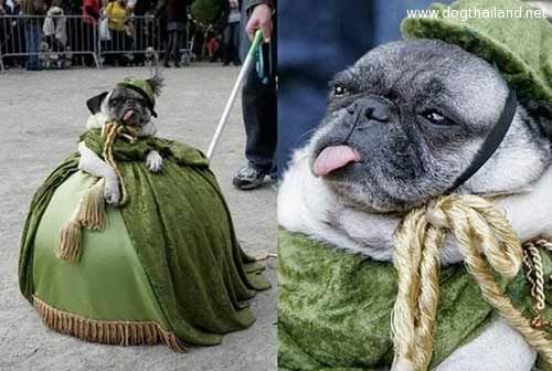pug-costume-12.jpg