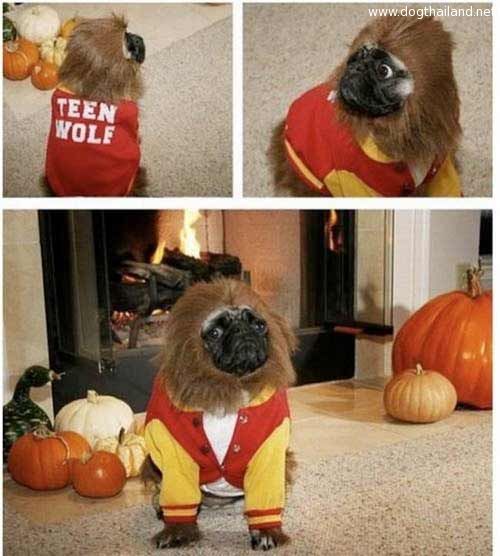 pug-costume-14.jpg