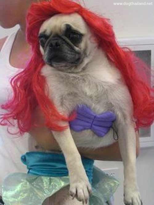 pug-costume-09.jpg