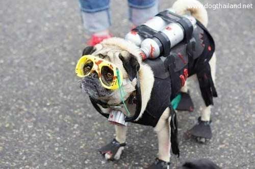 pug-costume-11.jpg