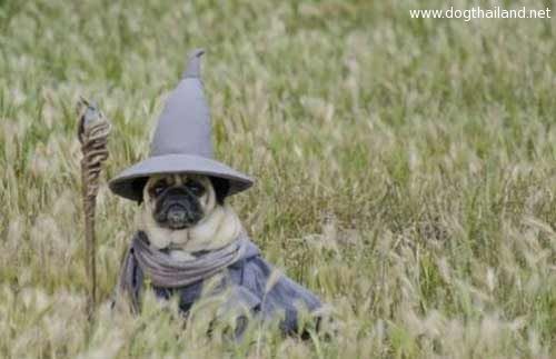 pug-costume-10.jpg
