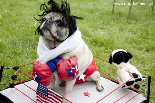 pug-costume-13.jpg