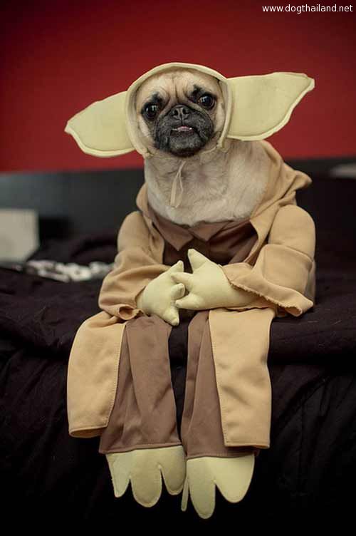 pug-costume-15.jpg