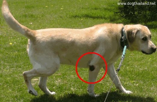 เมื่อน้องหมาข้อศอกด้าน อุต๊ะ จะแก้ยังงัยให้กลับมาศอกนวลเนียนแบบเดิม