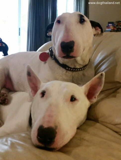 หมาเป็นสิว ทำงัยดี มีวิธีรักษา นะจ๊ะ