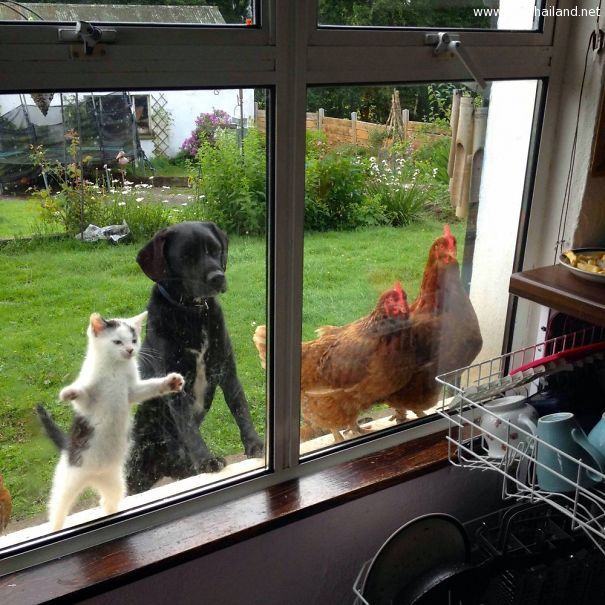 funny-animal-outside-door-let-me-in-20__605.jpg