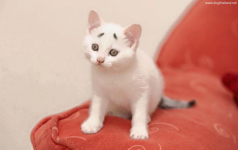 แมวมีคิ้ว มุ้งมิ้งน่ารัก ทำหน้างงอยู่ตลอดเวลา น่ารักสุดๆ ทาสแมวเห็นแล้วน่ารักไหม