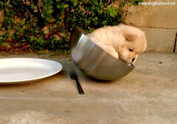 คลิปลูกหมาน่ารัก ออกจากถ้วยไม่ได้ กลิ้งไปมา ทำงัยดี มาดูกัน