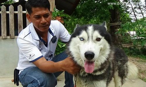 ไซบีเรียนคู่ใจนายตำรวจ ลักษณะประหลาด ดวงตา 2 สี มี 5 นิ้ว ชอบกินผลไม้อีกต่างหาก