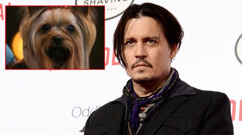 ออสซี่ยื่นคำขาดต้องฆ่า‘น้องหมา’ จอห์นนี เดปป์ เหตุจากลักลอบนำเข้าโดยไม่แจ้ง