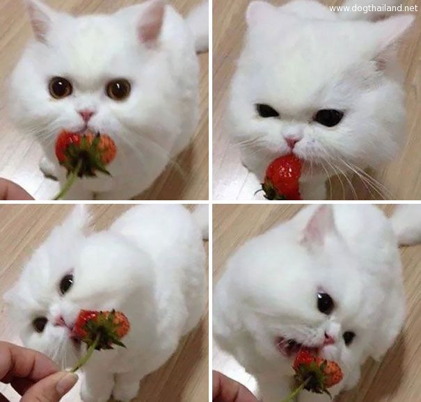 ภาพสุดสยอง สัตว์เลี้ยงกินสตอร์เบอรี่ ยังกับ หนังสยองขวัญ