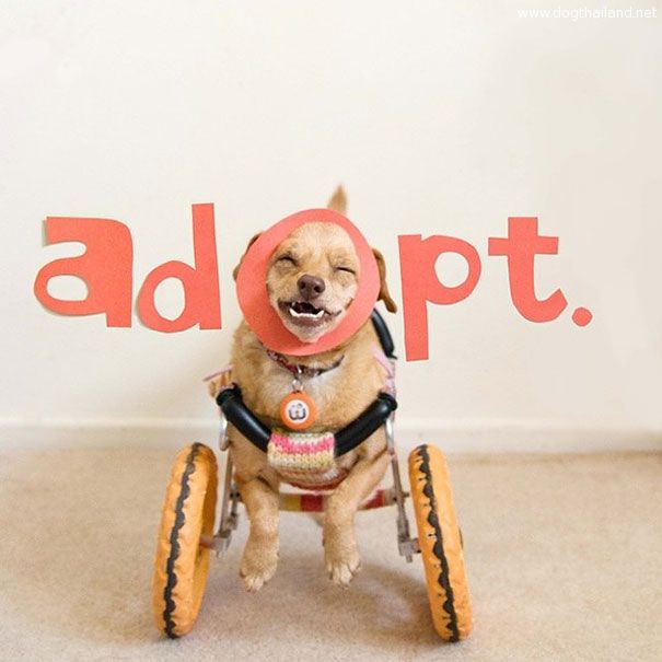 adopted-disabled-dog-daisy-underbite-unite-6.jpg
