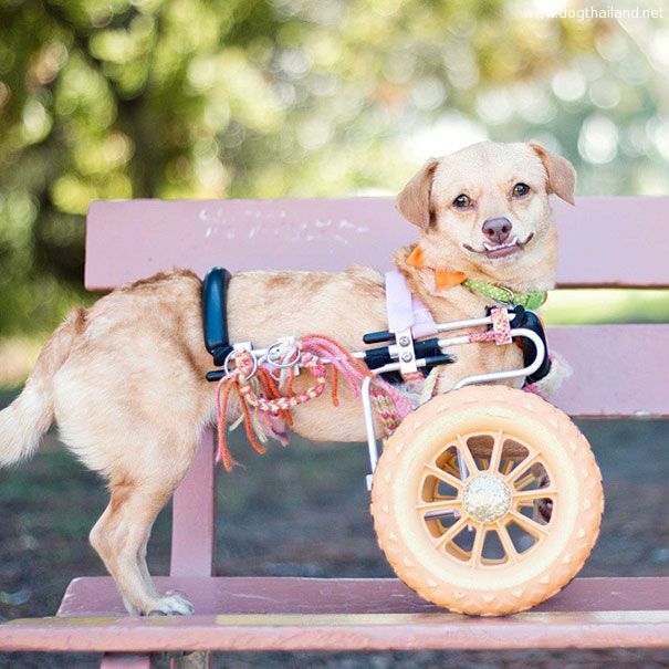adopted-disabled-dog-daisy-underbite-unite-10.jpg