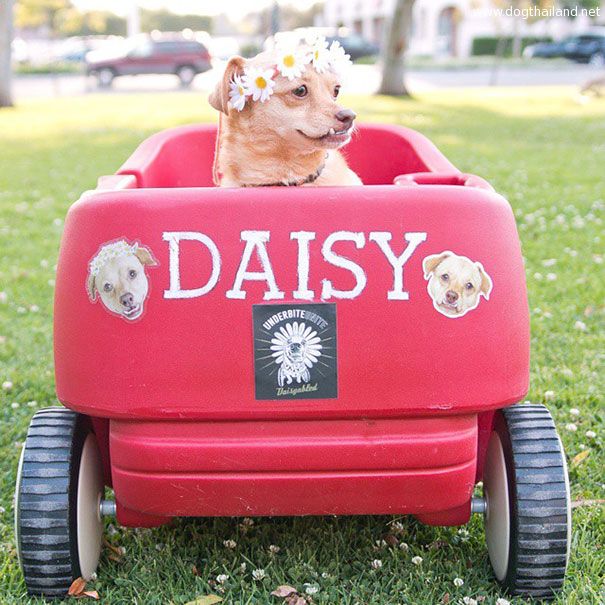 adopted-disabled-dog-daisy-underbite-unite-7.jpg