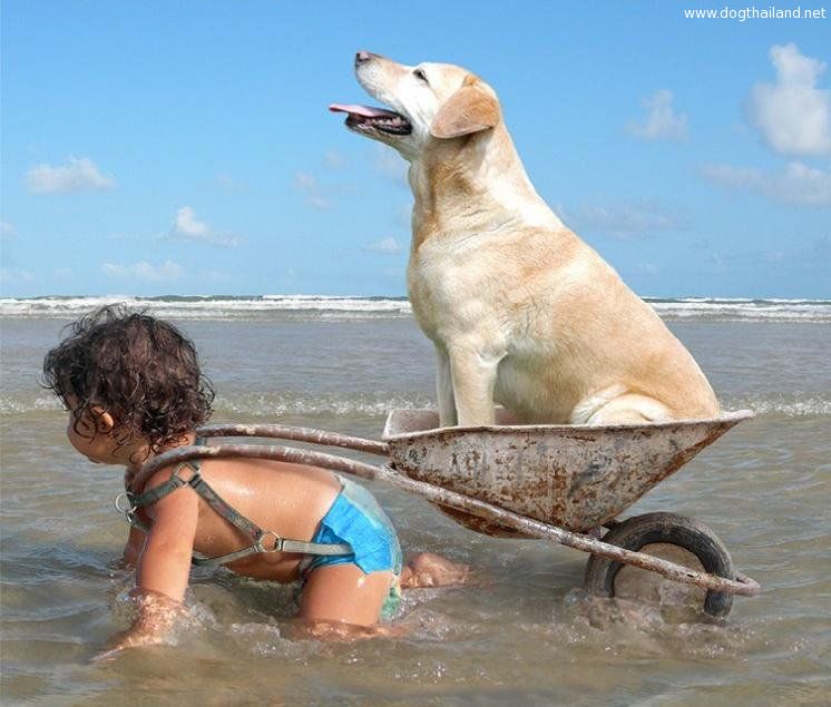 Dog-Feels-Glorious-While-Being-Driven-Around-In-His-Gold-Cart-At-Sea.jpg