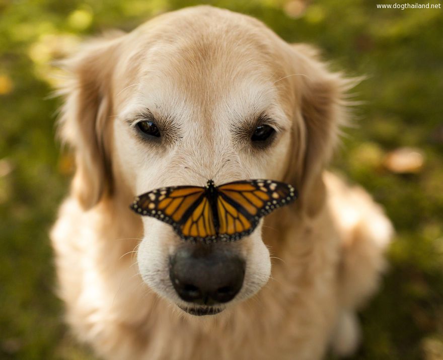 animals-with-butterflies-14__880.jpg