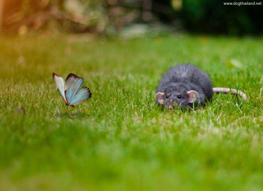 animals-with-butterflies-8__880.jpg