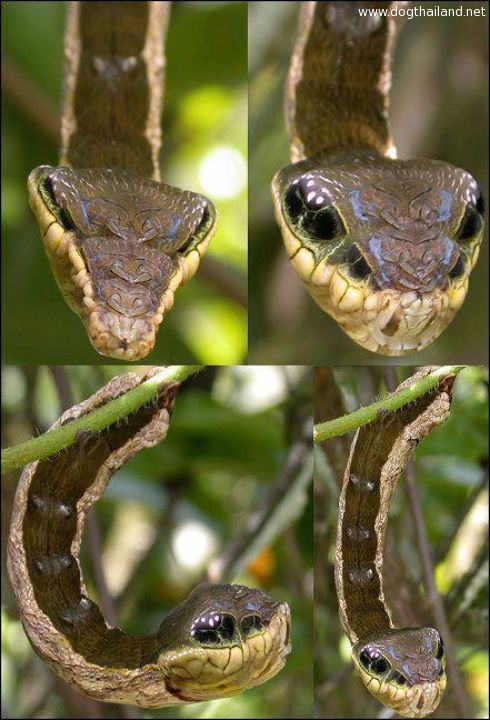 ผีเสื้อหัวงู ดูน่าสะพรึง แต่มันคือ หนอนผีเสื้อ Hemeroplanes caterpillar