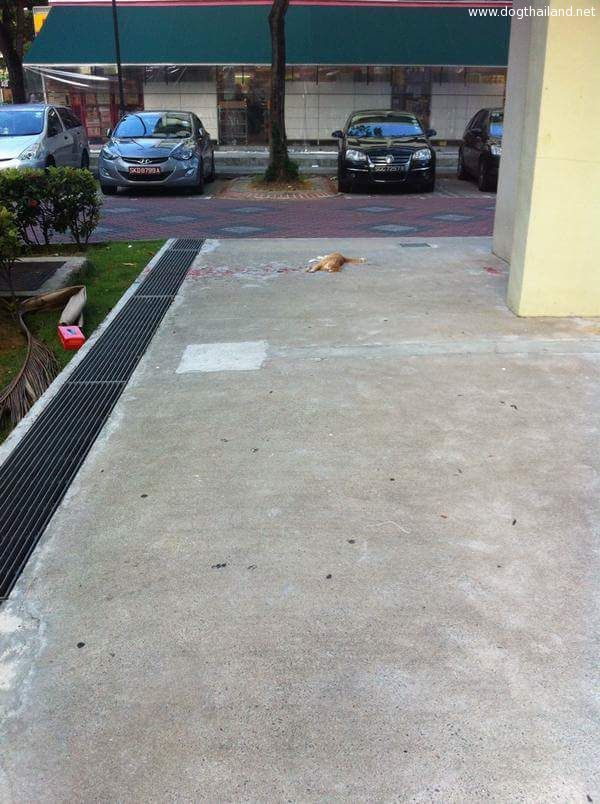 ใครเห็นภาพแมวตัวนี้ สำหรับคนรักแมว ต้องร้องกรี้ดดเลย ใครนะช่างใจร้าย พอซูมเท่านั้นแหล่ะ