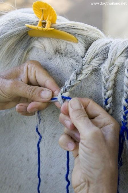 แฟชั่นผมม้า เน้นว่า ผมม้าจริงๆ นะ