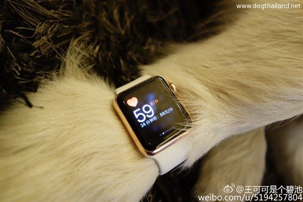 13015-7372-wang-si-cong-dog-apple-watch4-l (1).jpg