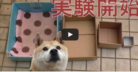เมื่อชิบะโดนแกล้งเปลี่ยนที่นอน ดูสิ น้องหมาชิบะจะทำงัย งง??