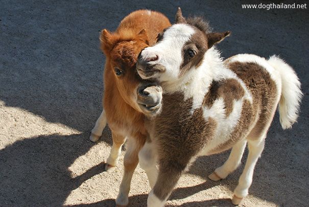 tiny-horses-6__605.jpg