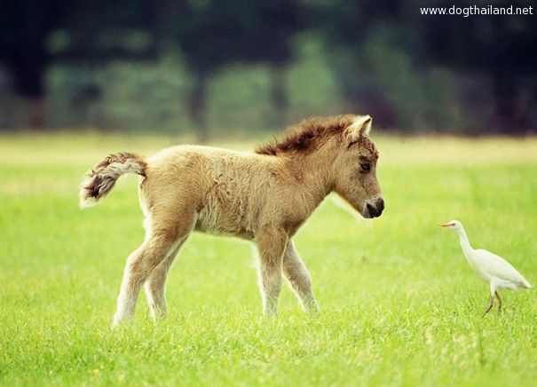 tiny-horses-19__605.jpg