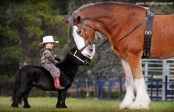 tiny-horses-24__605.jpg